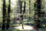 Fairy Dell, Soudley