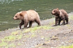 Chunitna Cubs 113-6611