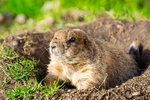Black-tailed Prairie Dog - DSC_5540