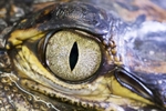 Alligator Eye