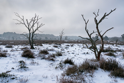 Charred - Snow