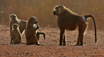 Guinea Baboons