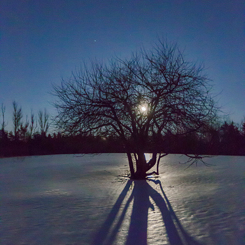 A fresh, icy snow cover coinciding with the full moon produces an interesting effect around a heritage apple tree.