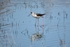 Black-winged Stilt