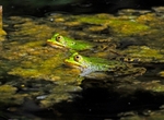 Edible Frogs
