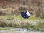 Black Grouse