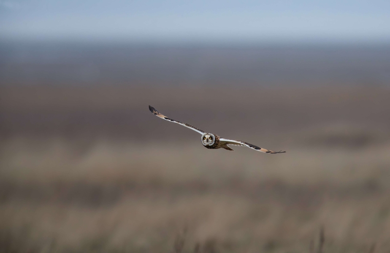 Short Eared Owl