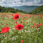 Preci: meadows with poppies, coriander, and cornflowers.