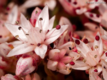 English Stonecrop (02)