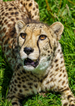 Big Cats-10