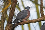 Woodpigeon