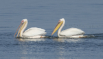 White Pelican pair