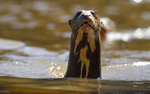 Giant Otter