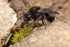 Melecta albifroms (f)