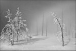 Yellowstone Trees Mono