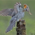 11 Cuckoo Robin Battle 24 