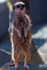 Meerkat - 7321