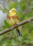 Yellowhammer 2