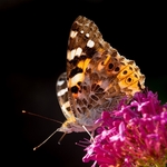 Painted Lady