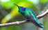 Green Violetear Hummingbird, Costa Rica