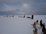 Huskies 00950