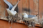Kittiwakes