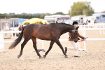 SBM_16375