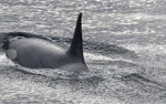 Male Orca