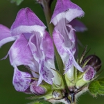 Large red deadnettle (Lamium garganicum