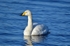 Whooper Swan