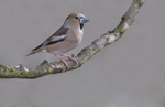 Finches portfolio