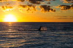 Whale Sunrise 3
