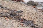 Otter