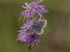 Common Blue