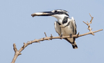 Pied Kingfisher