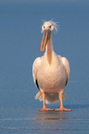 White Pelican
