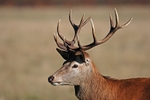 Red Deer