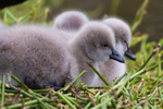Cygnets 3
