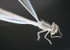 Insects _ AN 020