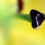 Lily Abstract