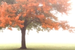 sidecut fog3