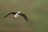 Horned Puffin cocked head flying, Duck Island, Alaska