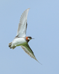 Red-necked Phalarope (male, breeding plumage) in flight, Iceland