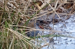 March to April 2013 - Water Rail