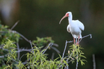 White Ibis at Venice Rookery, Florida