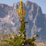 Flowers in the Landscape - 2 portfolio