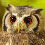  white faced scops owl Ptilopsis leucotis-9704