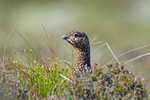 Red Grouse