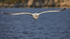 Herring Gull (adult) following boat, Flatanger, Norway