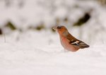 Chaffinch - Fringilla coelebs RPNP0068